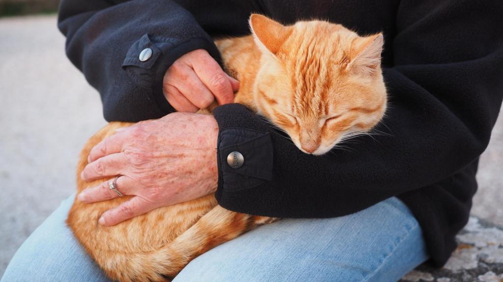 Si te gusta rascar a un gato, ¿alguna vez te has preguntado a qué viene su ronroneo?