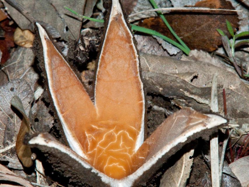 Chorioactis geaster