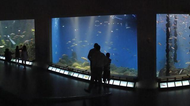 Aquarium Finisterrae.
