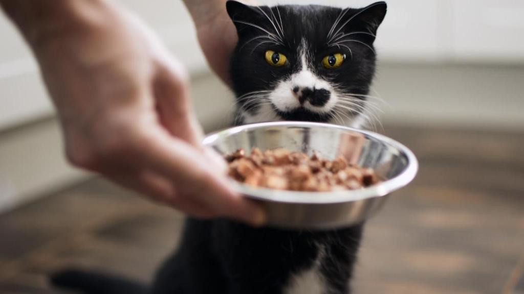 La comida húmeda aporta una hidratación esencial para el gato.