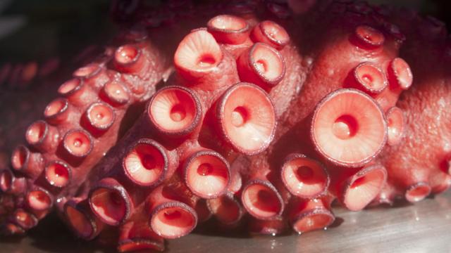 Un pulpo cocido.